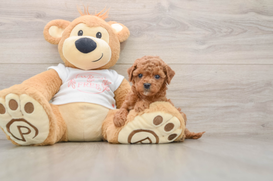 KANDACE, a Cavapoo littermate