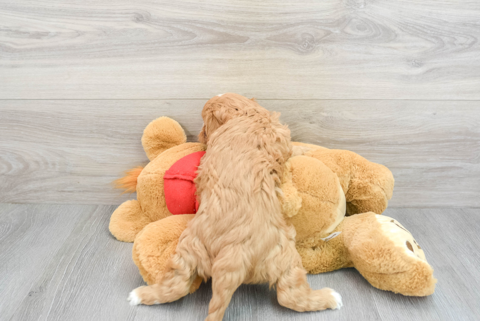 Playful Cavoodle Poodle Mix Puppy