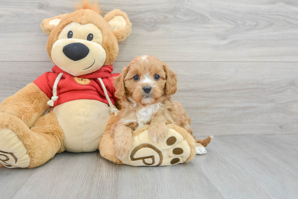 Cute Cavapoo Baby