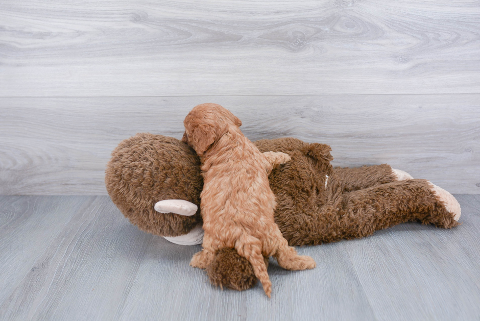 Cavapoo Pup Being Cute