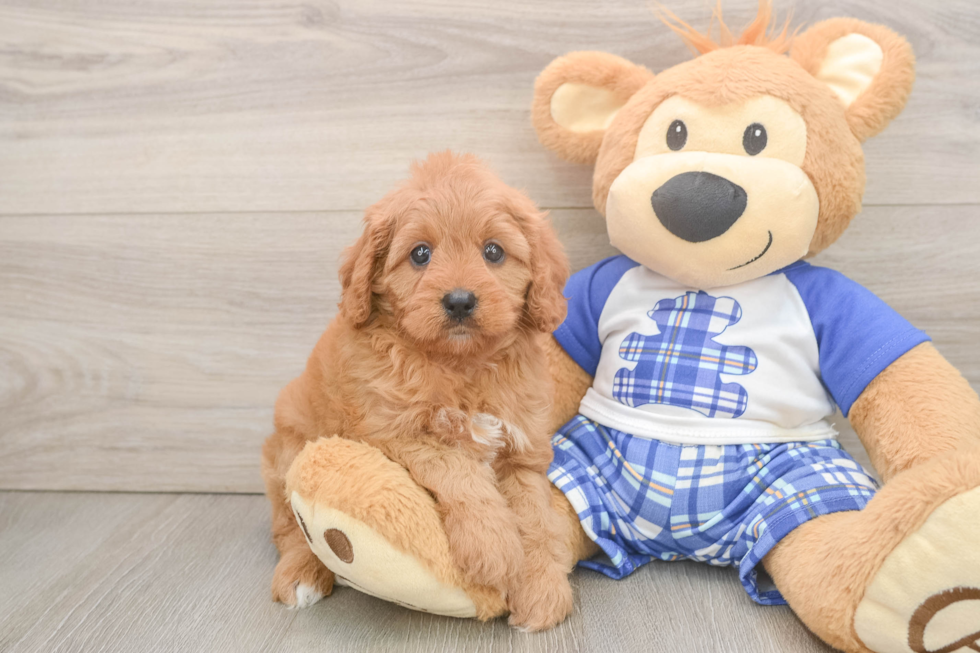 Friendly Cavapoo Baby