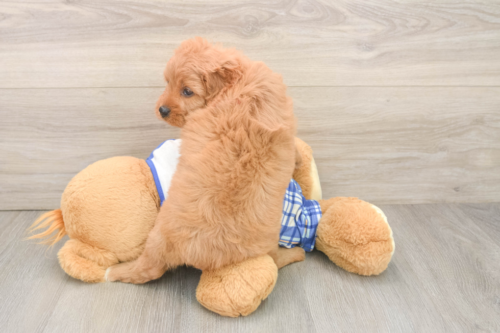 Fluffy Cavapoo Poodle Mix Pup