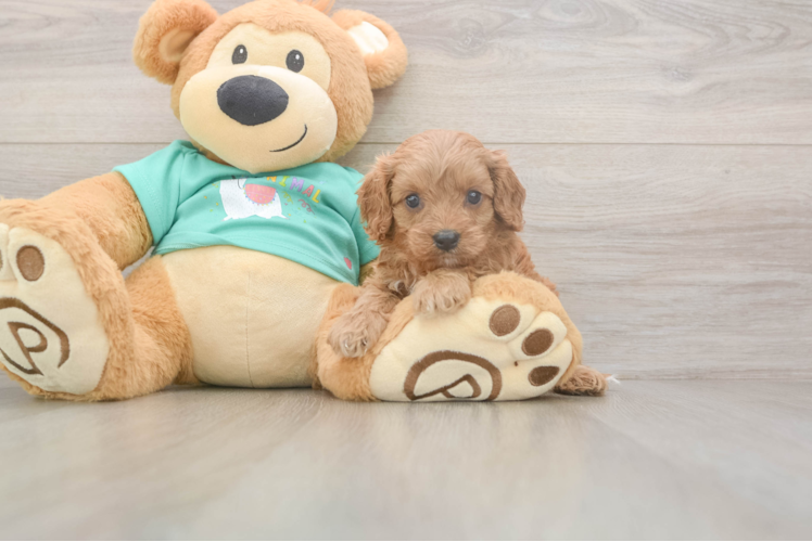 Cavapoo Puppy for Adoption