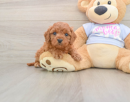 8 week old Cavapoo Puppy For Sale - Premier Pups
