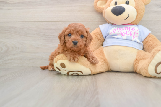 Best Cavapoo Baby