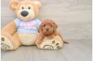 Playful Cavapoodle Poodle Mix Puppy