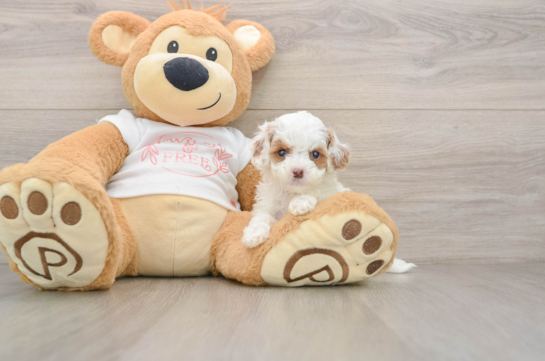 KARMEL, a Cavapoo littermate