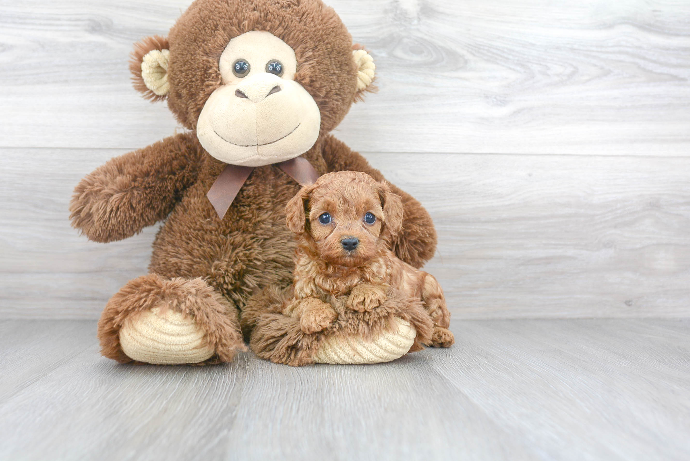 Best Cavapoo Baby