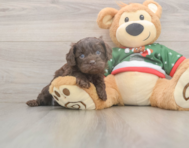 7 week old Cavapoo Puppy For Sale - Premier Pups