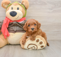 7 week old Cavapoo Puppy For Sale - Premier Pups