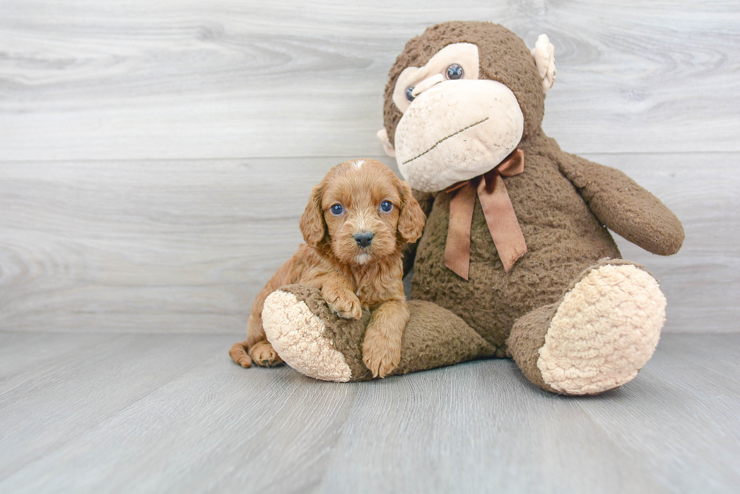 Cavapoo Puppy for Adoption