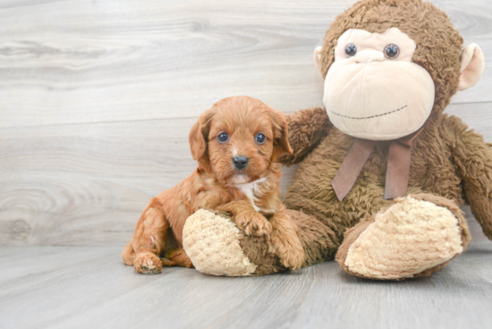 Best Cavapoo Baby