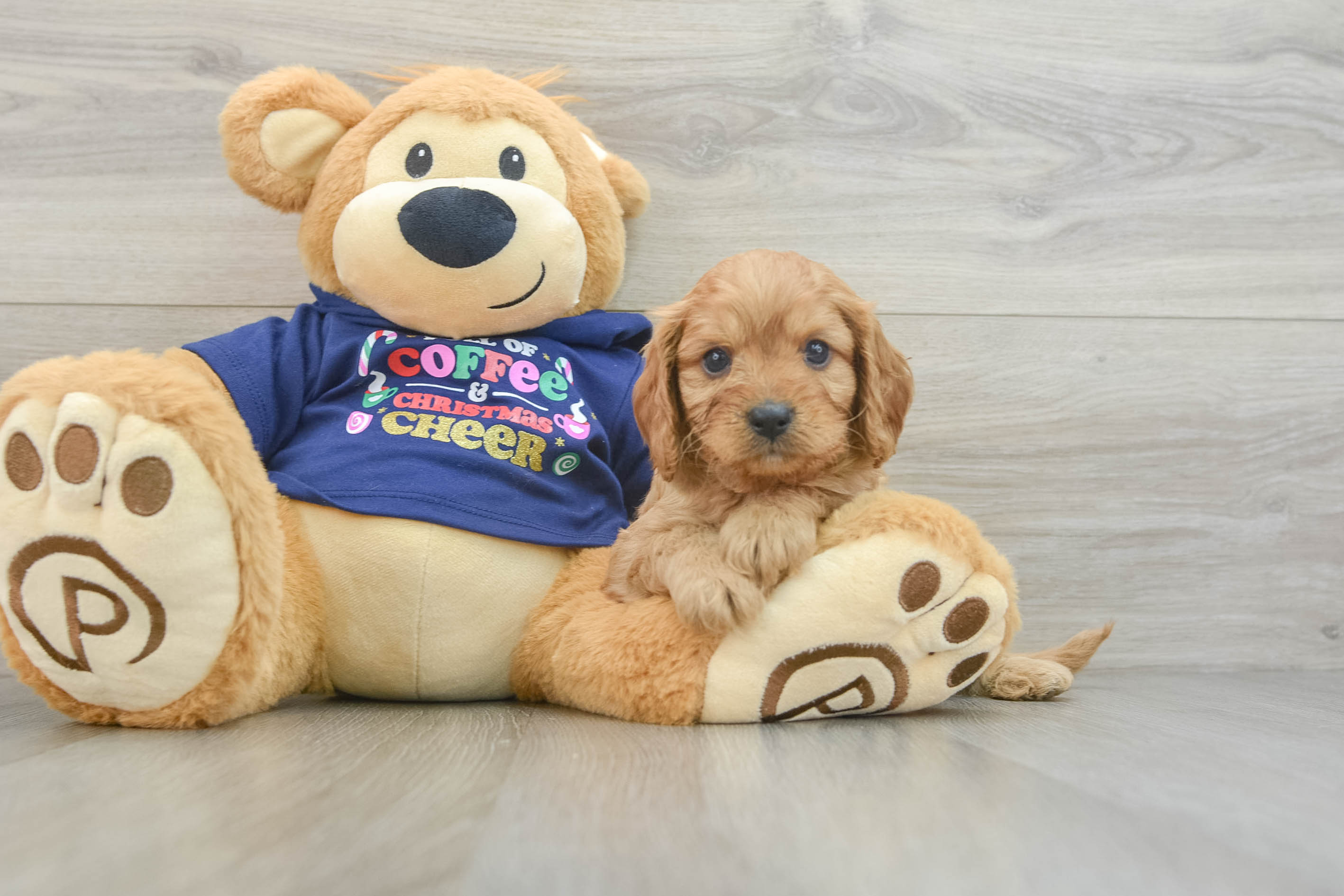Fluffy Cavapoo Poodle Mix Pup