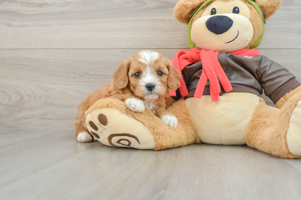 Funny Cavapoo Poodle Mix Pup