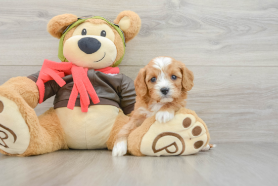 Sweet Cavapoo Baby