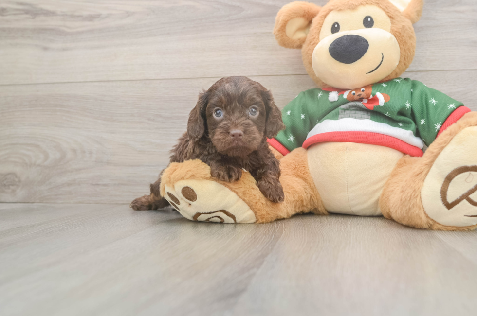 7 week old Cavapoo Puppy For Sale - Premier Pups
