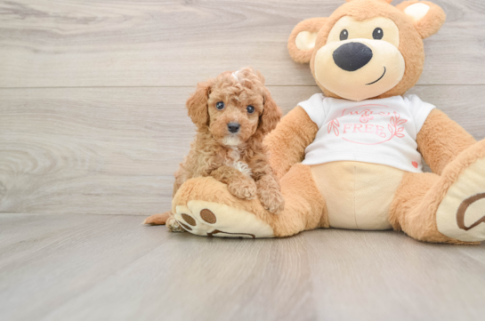 KENOBI, a Cavapoo littermate