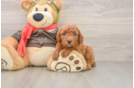 Best Cavapoo Baby