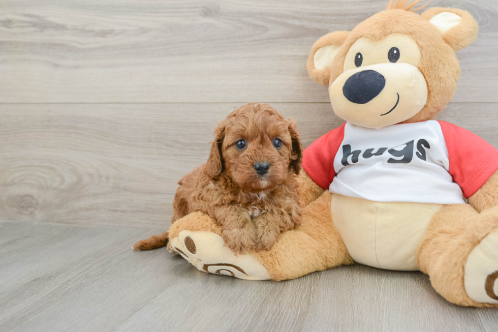 Playful Cavapoodle Poodle Mix Puppy