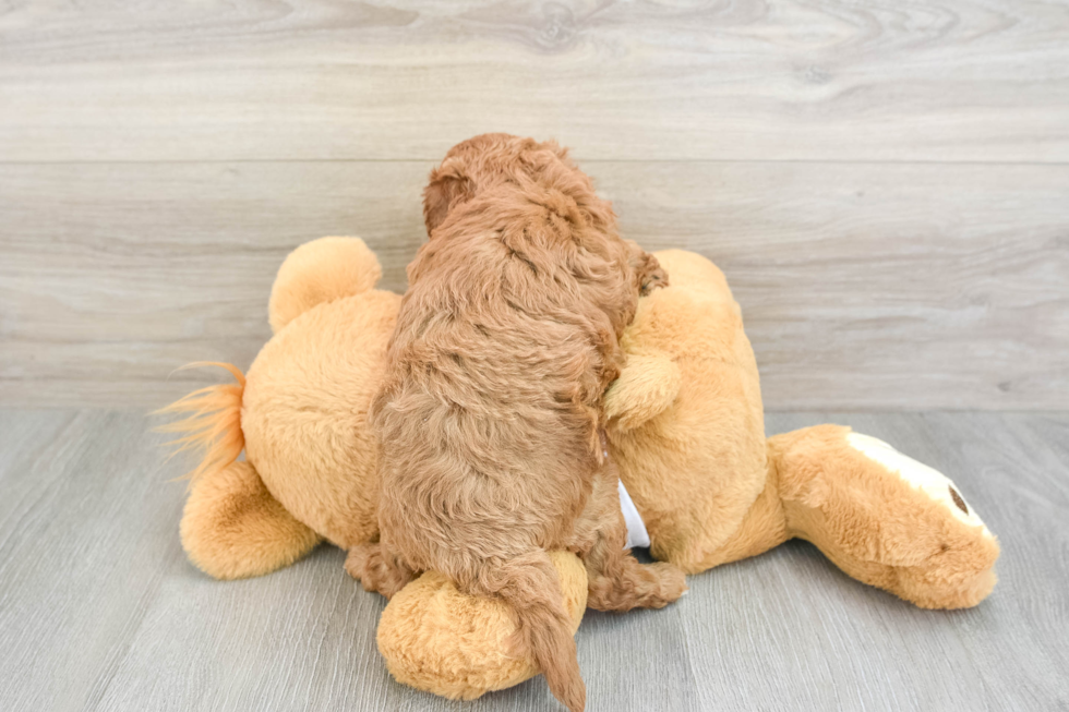 Smart Cavapoo Poodle Mix Pup