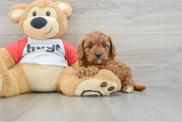 Cavapoo Pup Being Cute