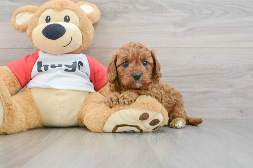 Cavapoo Pup Being Cute