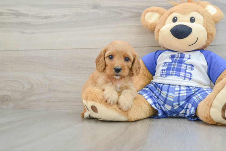 Cavapoo Pup Being Cute