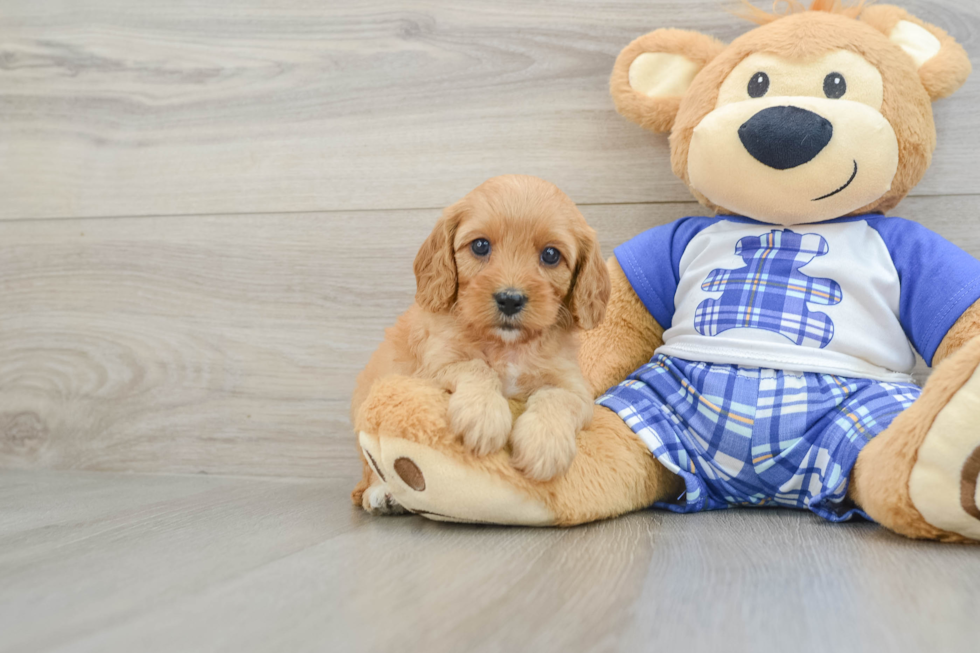 Cavapoo Pup Being Cute