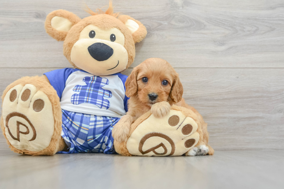 Cavapoo Pup Being Cute