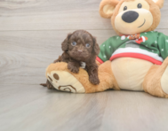7 week old Cavapoo Puppy For Sale - Premier Pups
