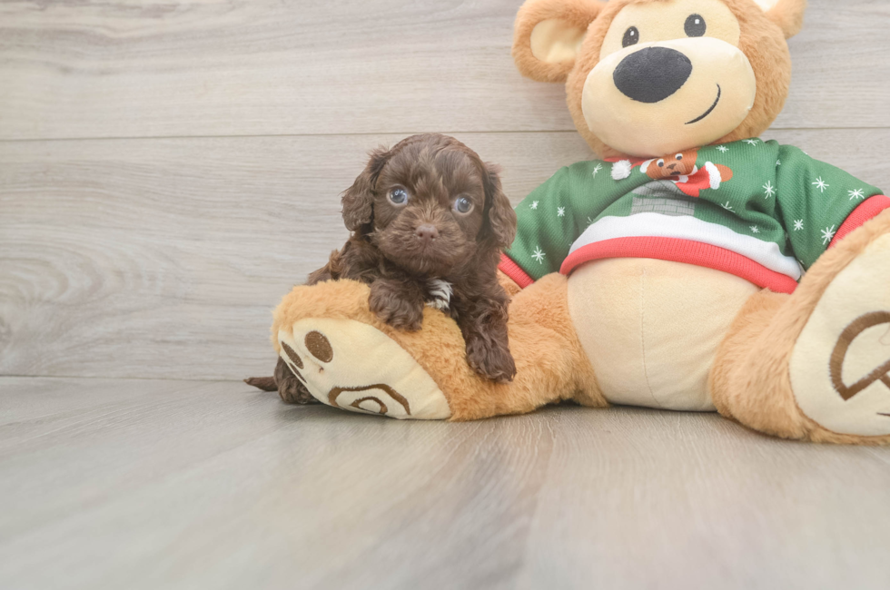 7 week old Cavapoo Puppy For Sale - Premier Pups