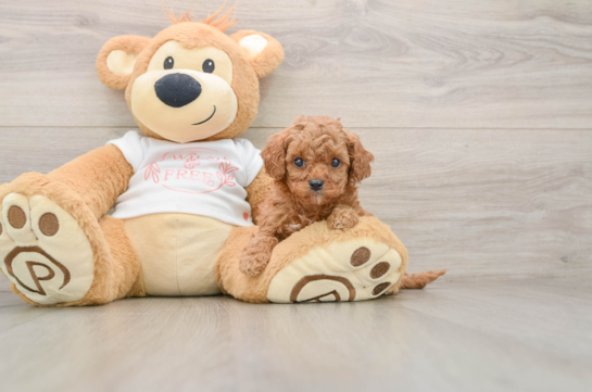 KERMIT, a Cavapoo littermate