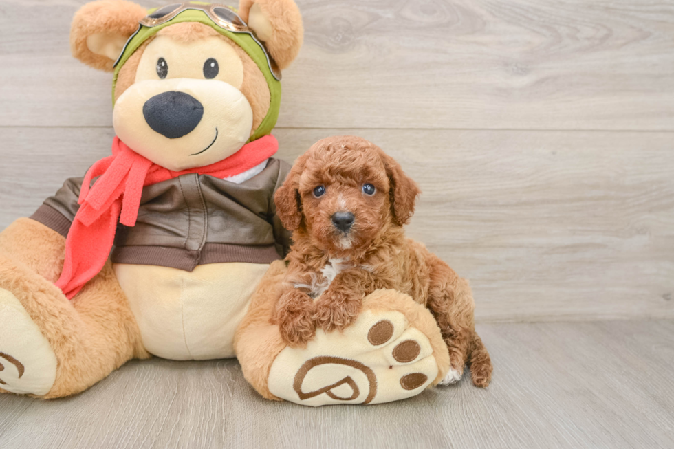 Funny Cavapoo Poodle Mix Pup