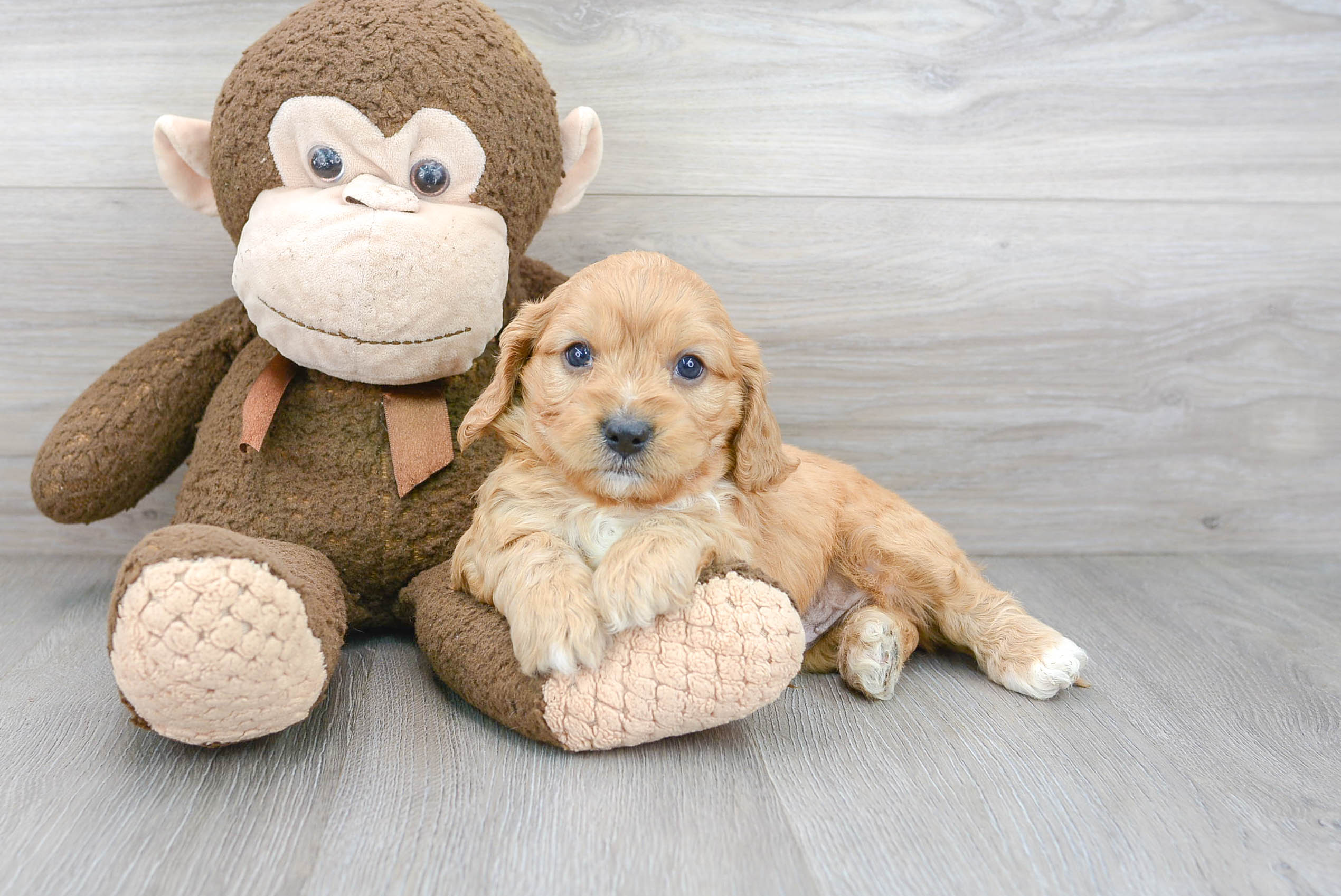 Friendly Cavapoo Baby