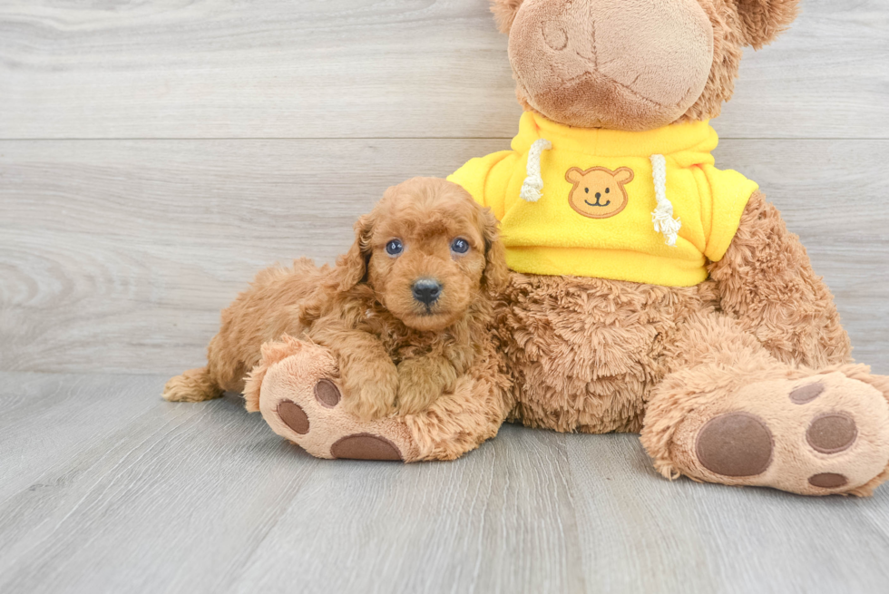 Cavapoo Puppy for Adoption