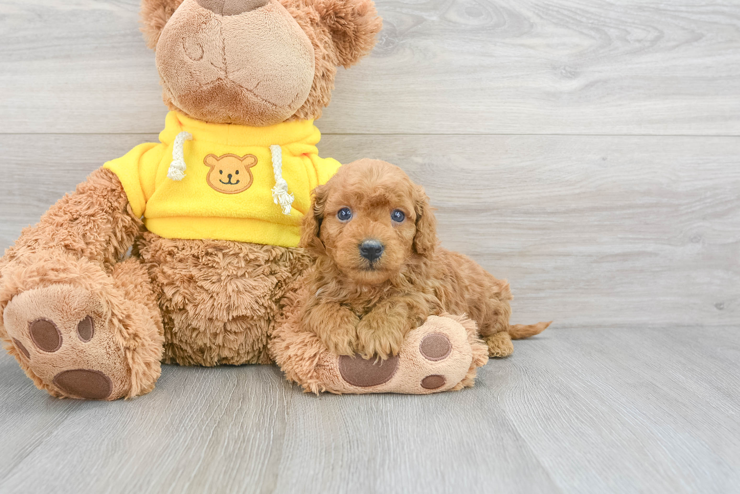 Cavapoo Puppy for Adoption
