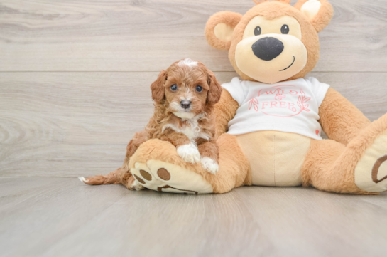 KEV, a Cavapoo littermate