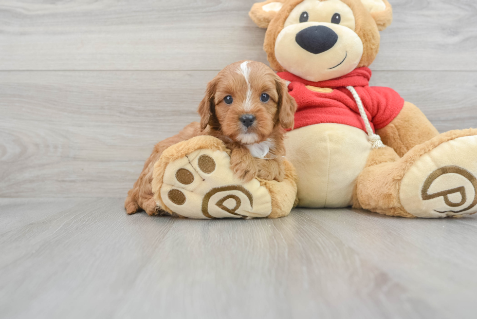 Cavapoo Pup Being Cute