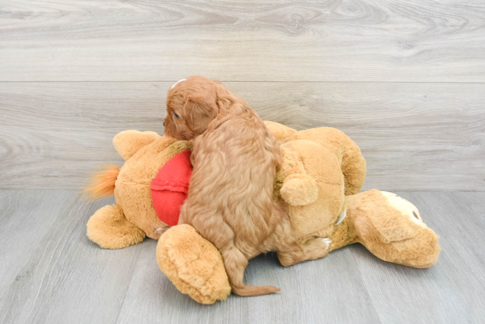 Cavapoo Pup Being Cute