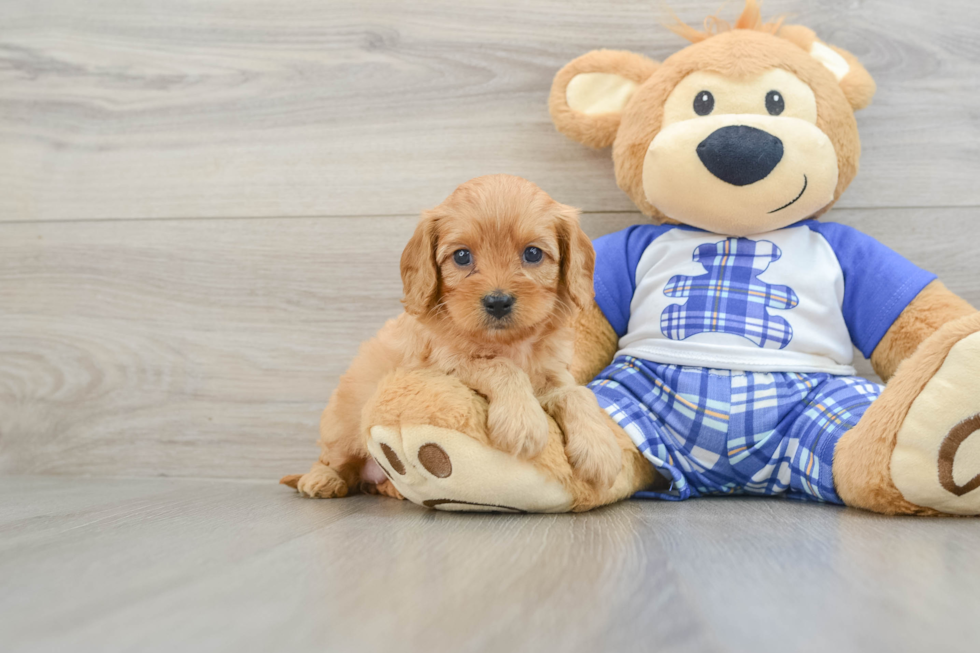 Cute Cavapoo Baby