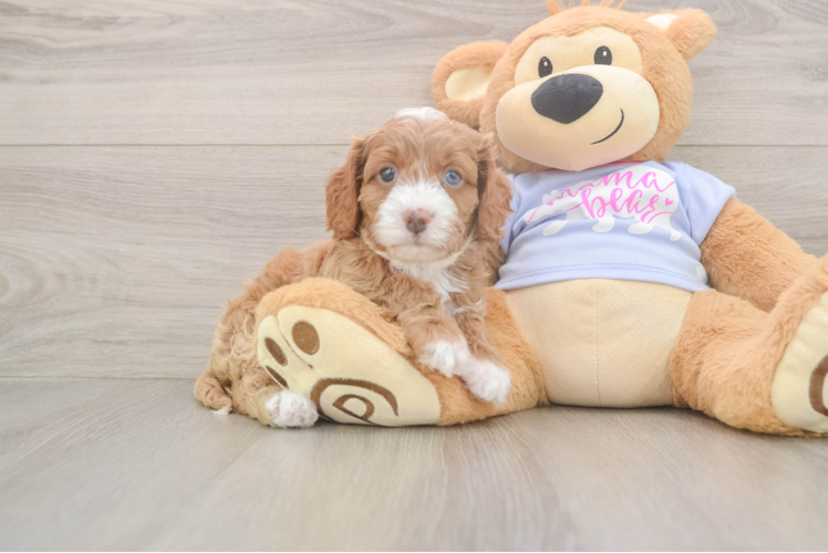 Best Cavapoo Baby