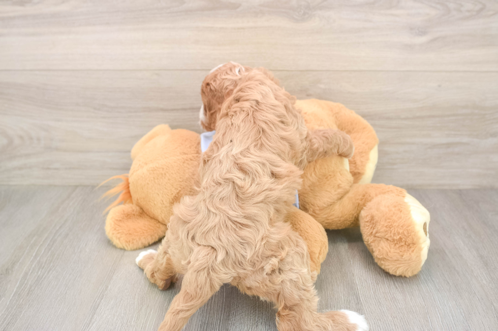 Playful Cavapoodle Poodle Mix Puppy