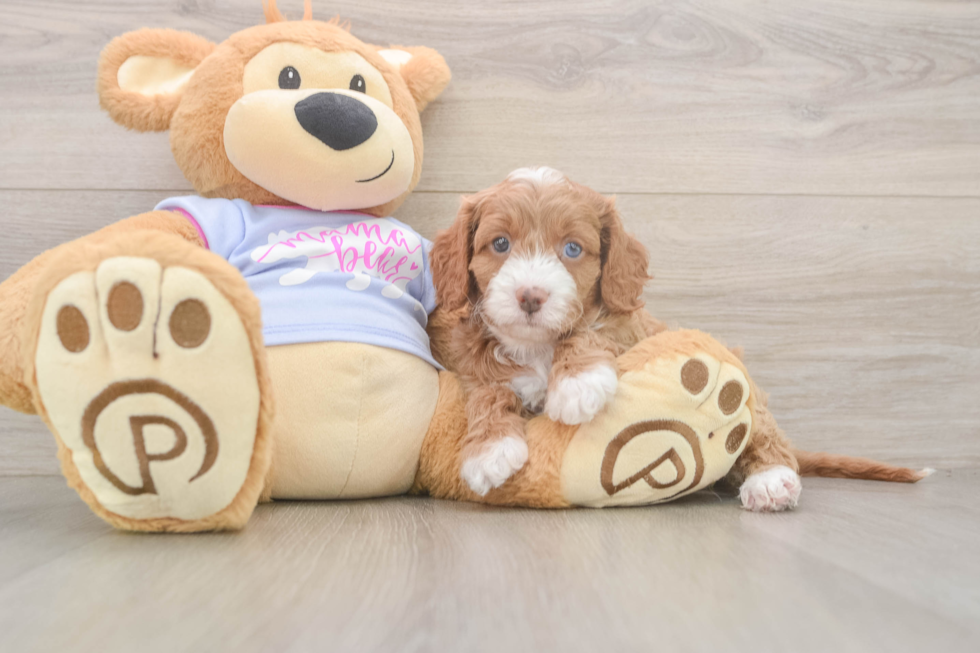 Popular Cavapoo Poodle Mix Pup