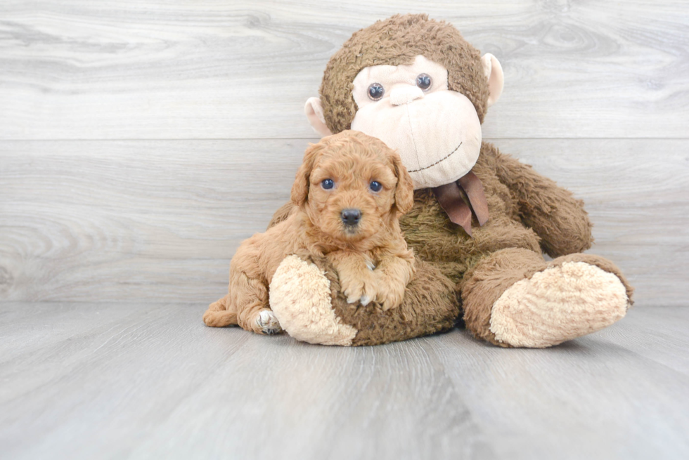 Cavapoo Pup Being Cute