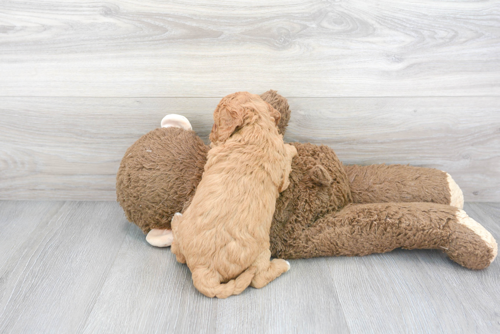 Cavapoo Pup Being Cute