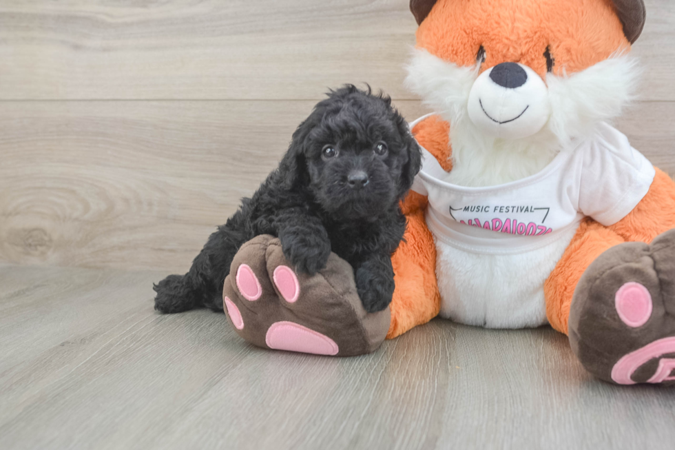 Cavapoo Puppy for Adoption