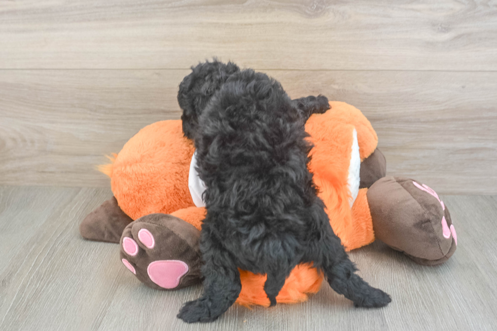 Best Cavapoo Baby