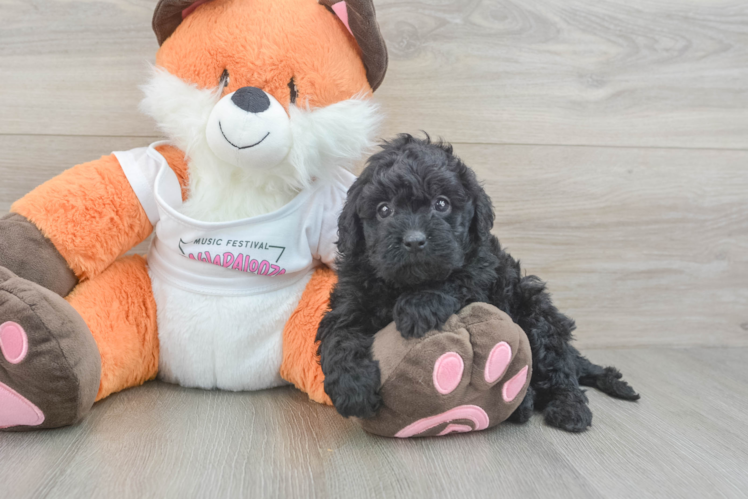 Cavapoo Pup Being Cute