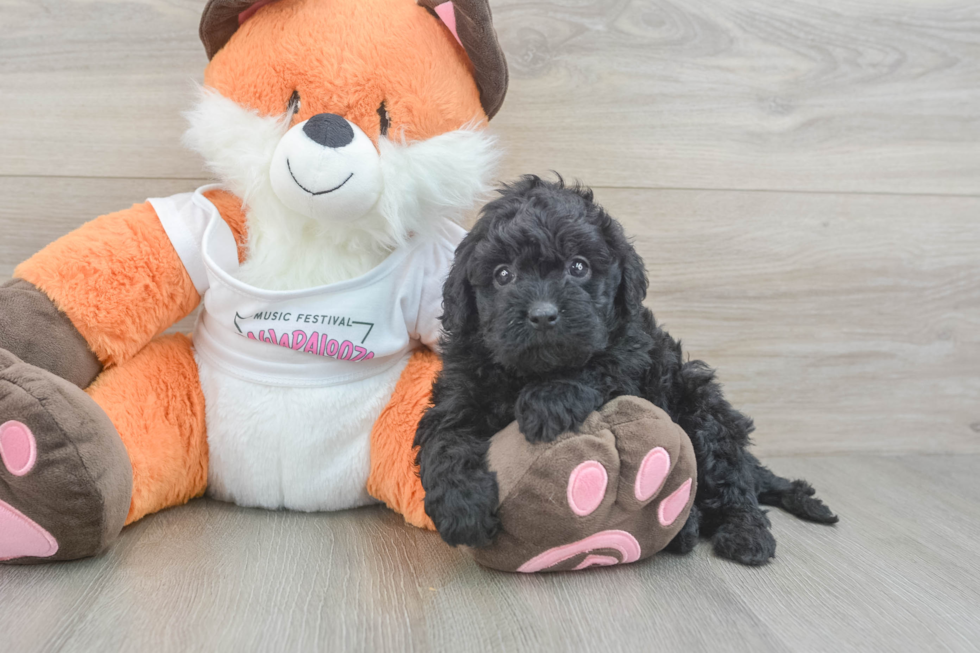 Cavapoo Pup Being Cute