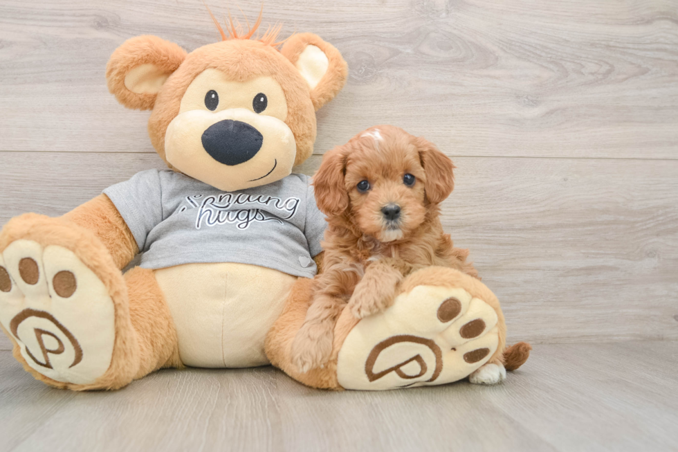 Sweet Cavapoo Baby